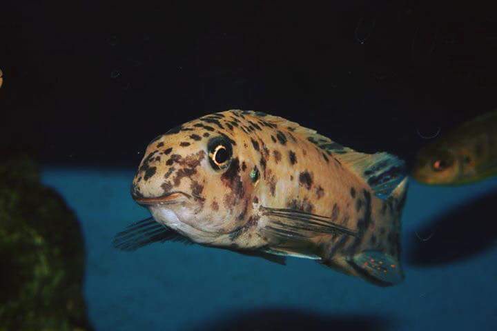 Labeotropheus trewavasae 'Mara Rocks'